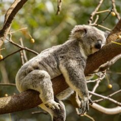 sleep well number retirement