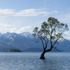 moving to New Zealand