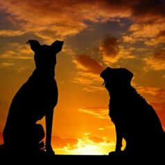 pet insurance
