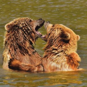 bears fighting in a river